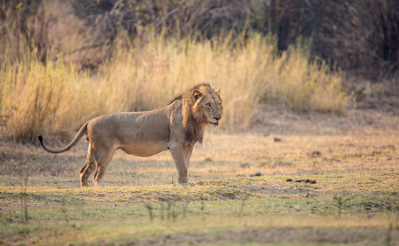 Male protecting the perimeter