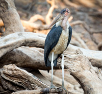 Mirabou Stork