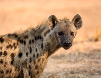 A cackle of hyenas