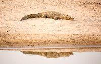 Sunning Crocodile