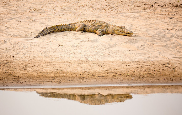 Sunning Crocodile