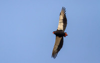 Bateleur Eagle