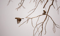 White-browed Sparrow Weaver