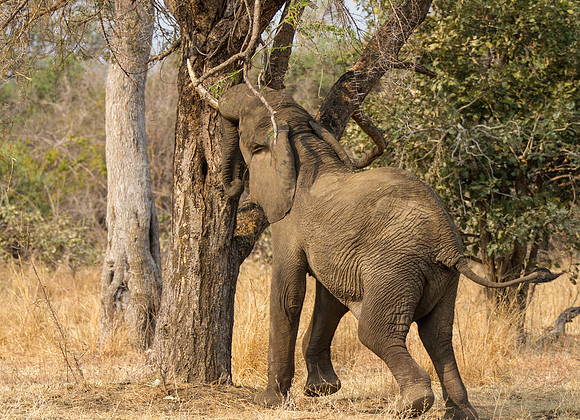 Lone Bull shaking the trees