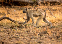 Kinda Baboon and infant