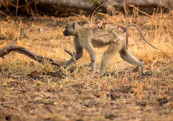 Kinda Baboon and infant