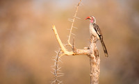 Red-billed Hornbill