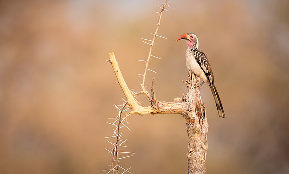 Red-billed Hornbill