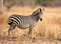 Dazzle of Zebras