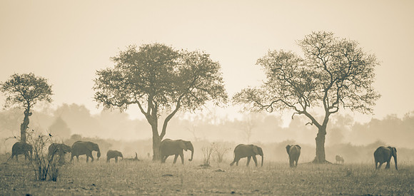 Into Africa
