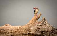 Brown-hooded Kingfisher