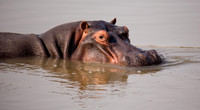 Hippo