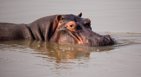 Hippo