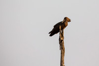 Hammerkop