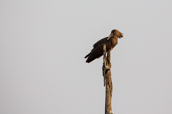 Hammerkop