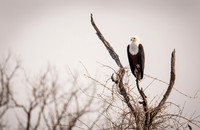 Fish Eagle