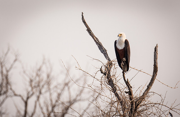 Fish Eagle