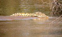 Crocodile