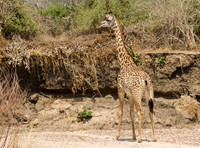 The first Giraffe
