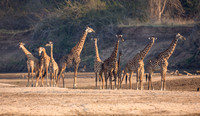 Tower of Giraffes