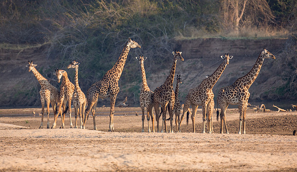 Tower of Giraffes