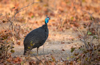 Guinea Fowl