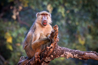 Camp Baboon enjoying sunrise
