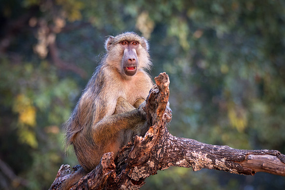 Camp Baboon enjoying sunrise