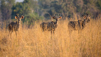 Kudu