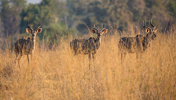 Kudu