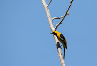 Hooded Oriole