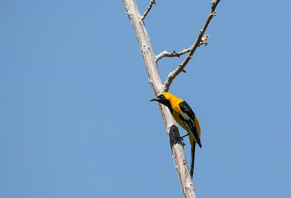 Hooded Oriole