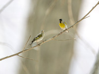 Lawrence's Goldfinch