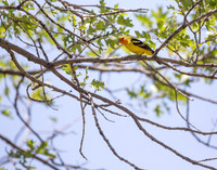 Western Tanager