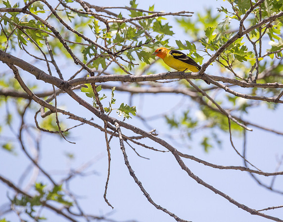 Western Tanager