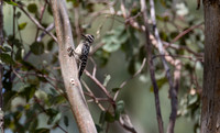 Ladderback Woodpecker