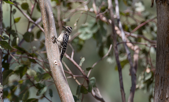Ladderback Woodpecker