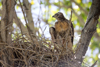 Red-tailed Hawk fledging