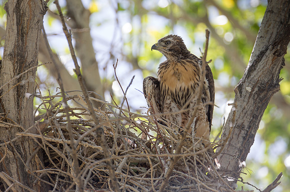 Red-tailed Hawk fledging