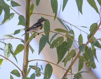 Yellow-rumped Warbler