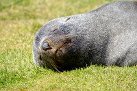 Fur Seal