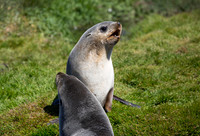 Fur Seal