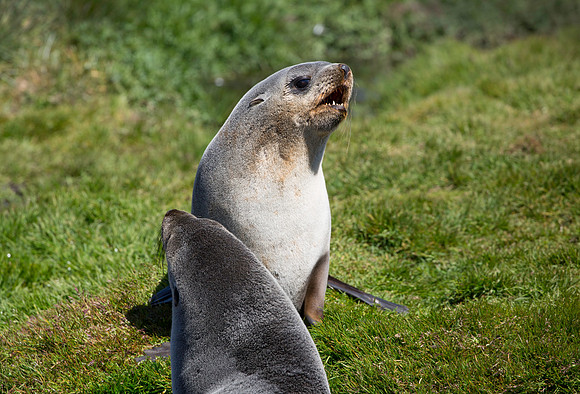 Fur Seal