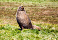 Fur Seal