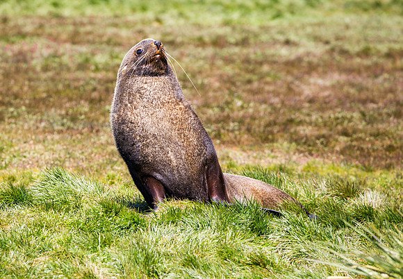 Fur Seal