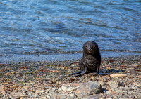 Fur seal looking for mom