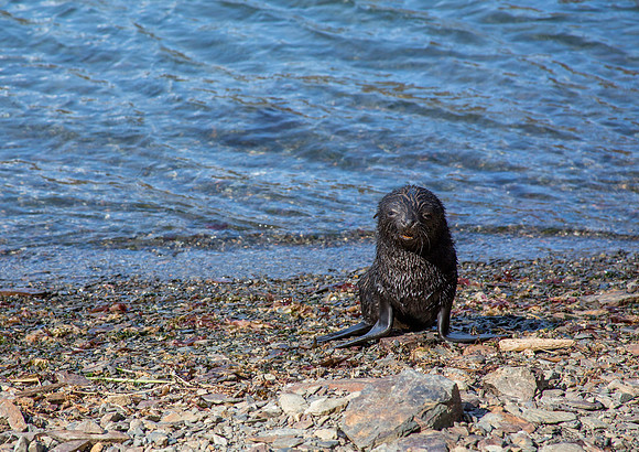 Fur seal looking for mom