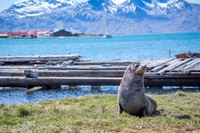 Fur Seal
