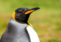 King Penguin