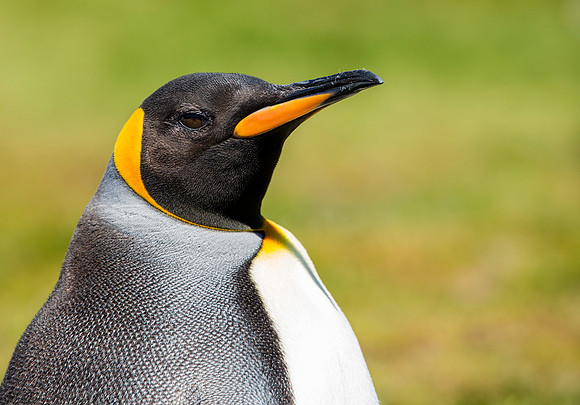 King Penguin